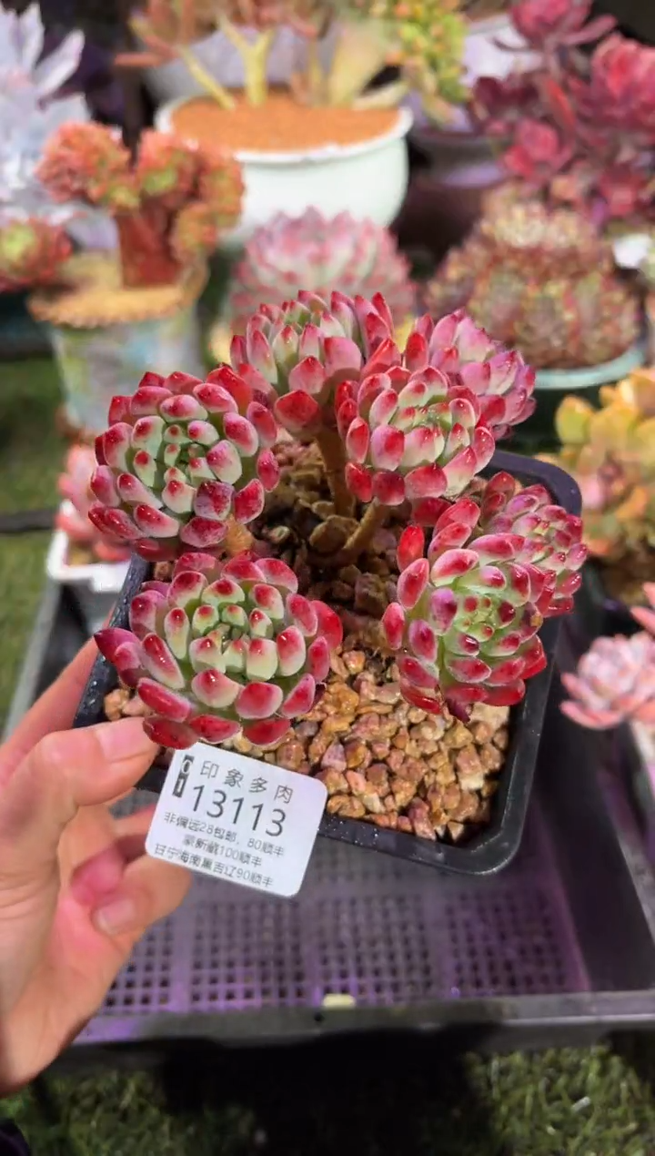 【闪购商品】13113