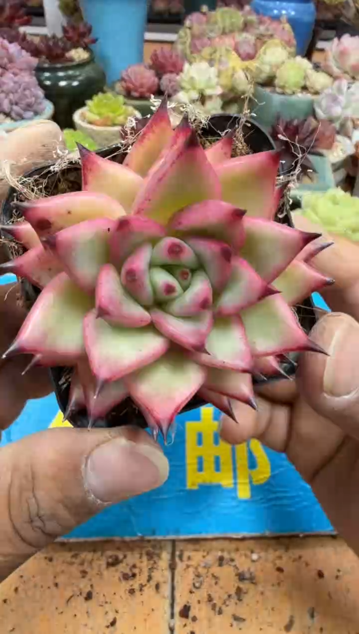 东云多肉园二店-399