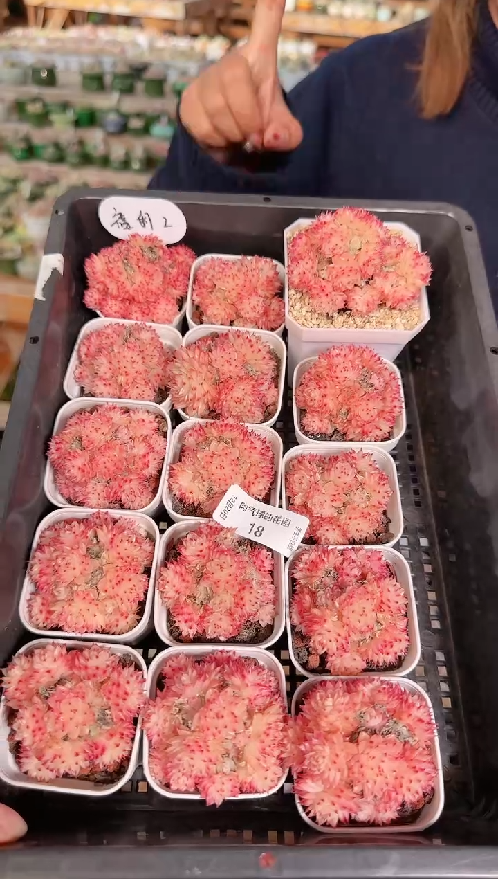 1220-18福利2号多肉量拍任意发一颗群生不包整