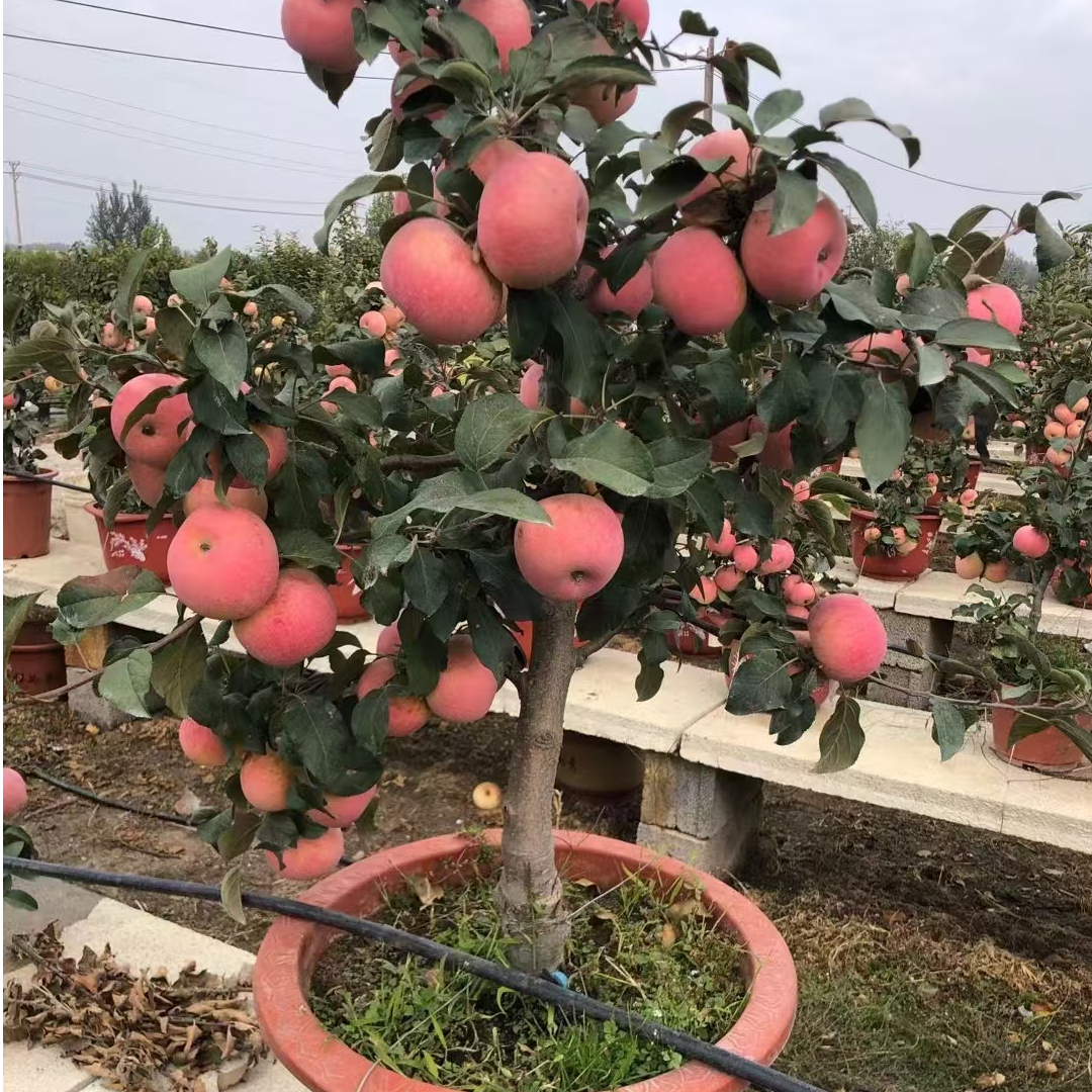 果树盆景（一物一拍）