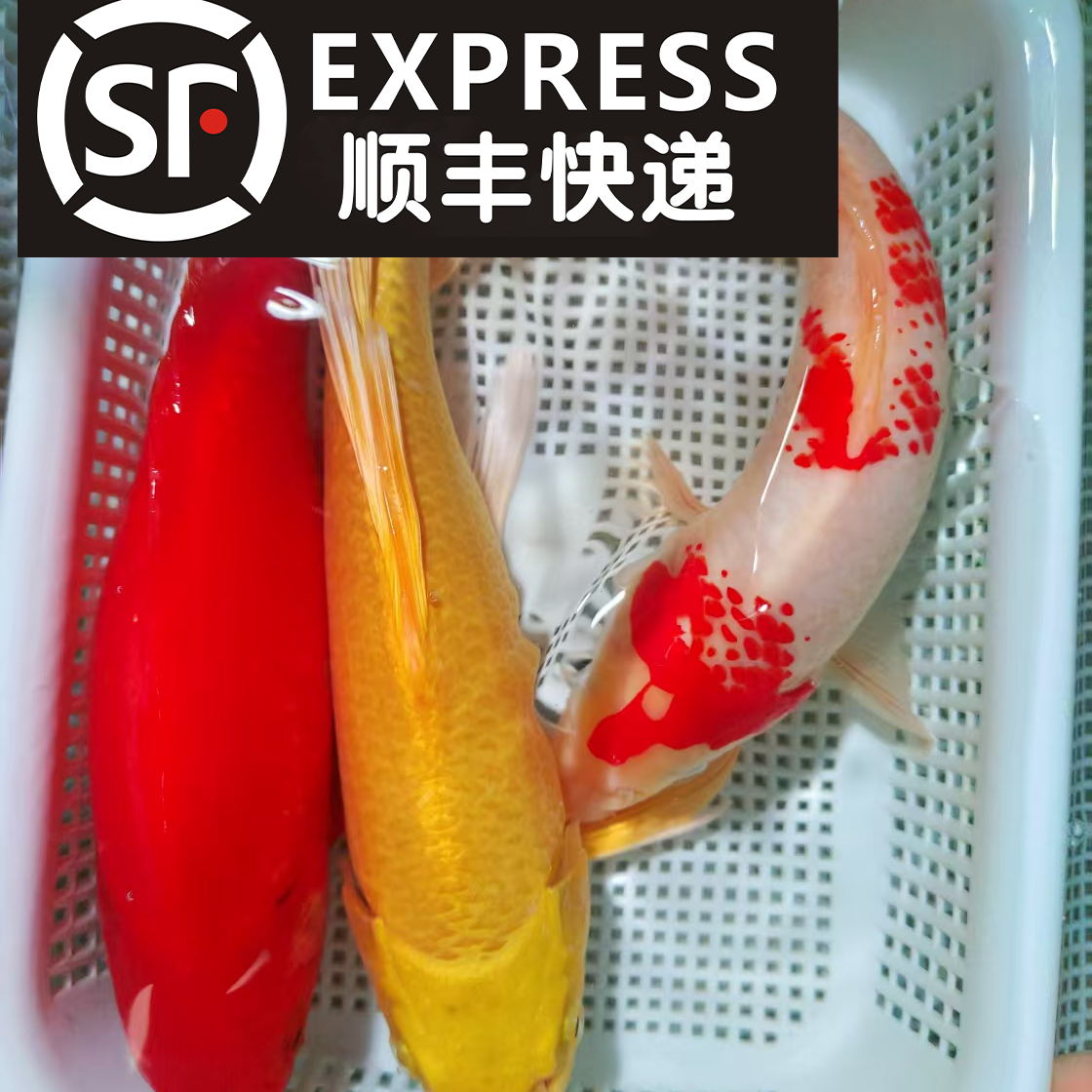 【14-17cm】黄1红草1红白1共三条锦鲤金鱼观赏鱼好养耐活