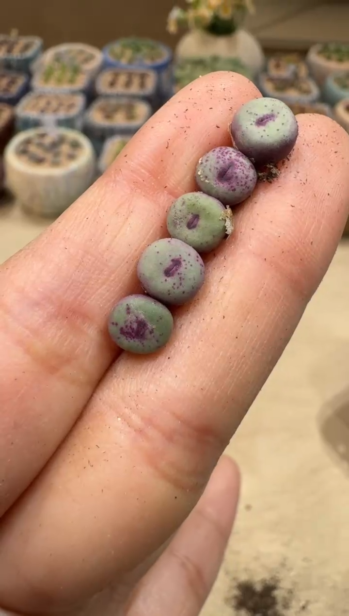 6-6多肉植物肉锥