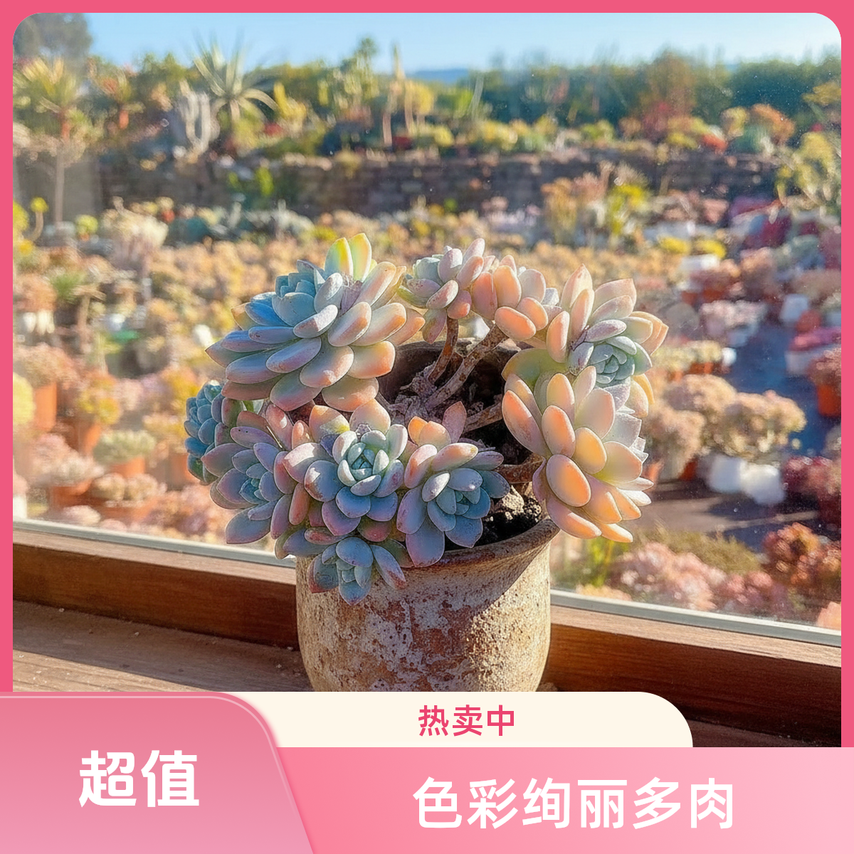 冷香带盆  灵峰多肉净化空气