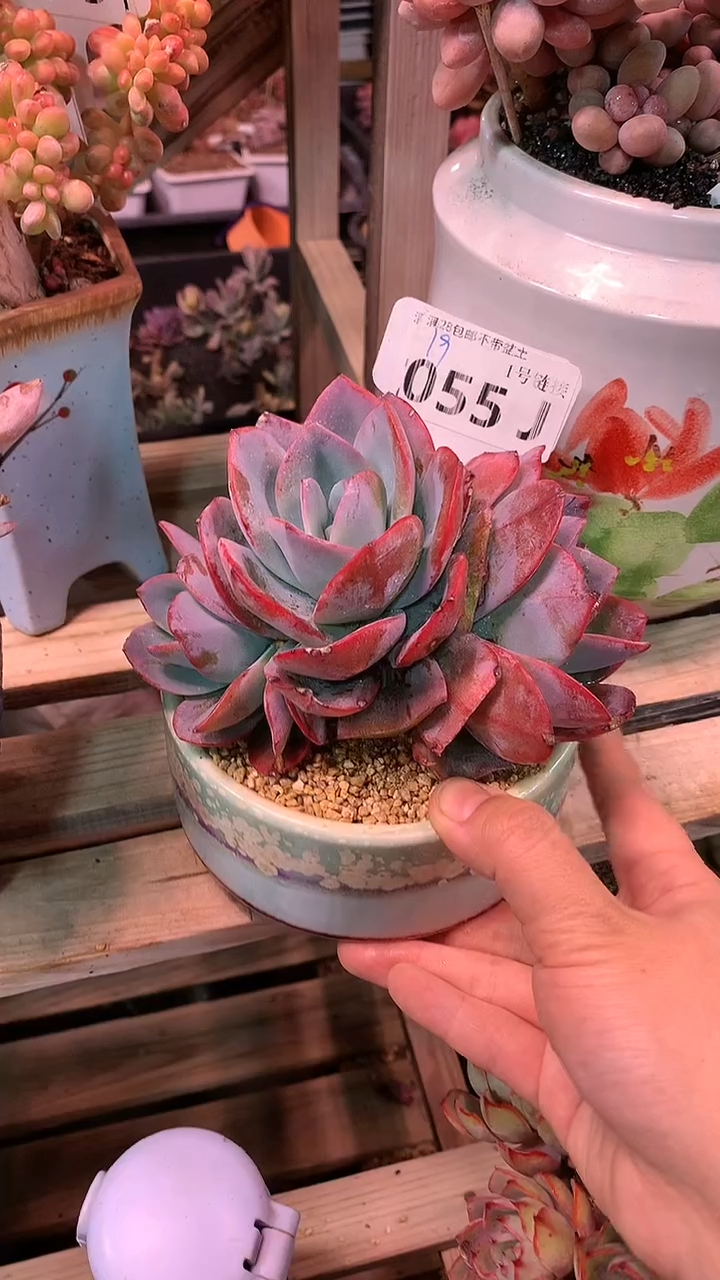 【闪购商品】055JJJ