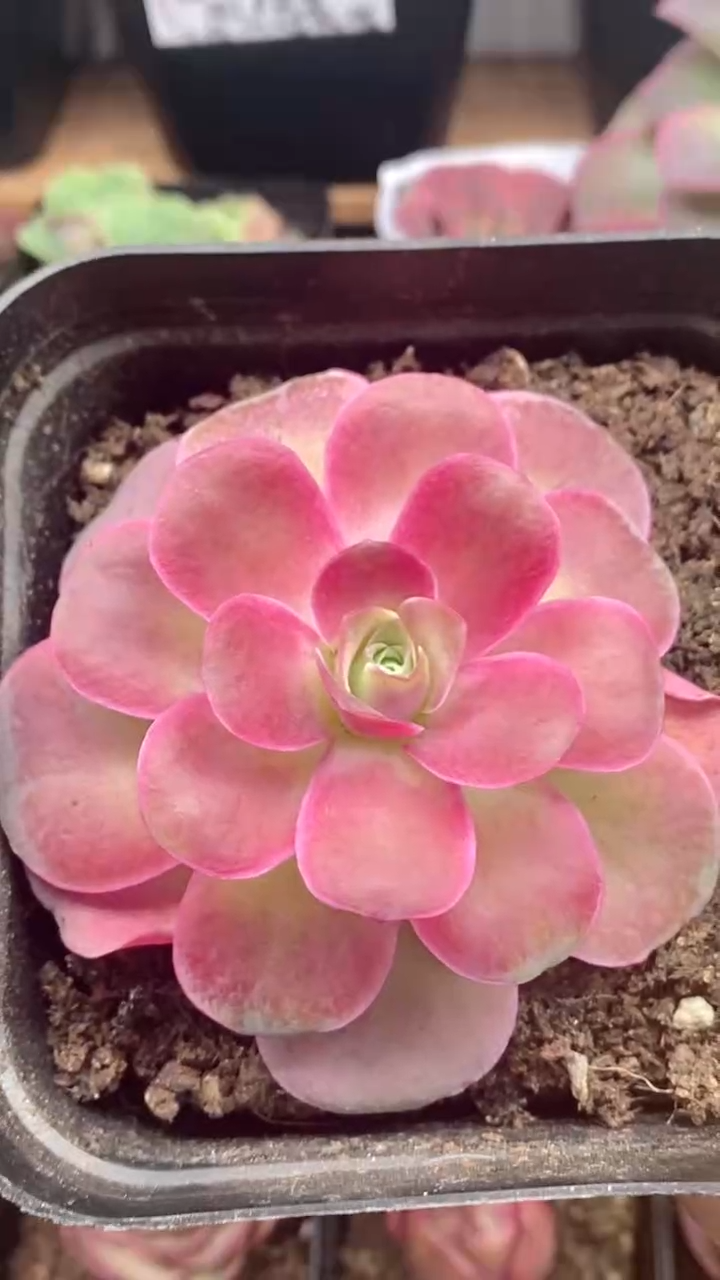 瑶*贝楹楹山地玫瑰/186