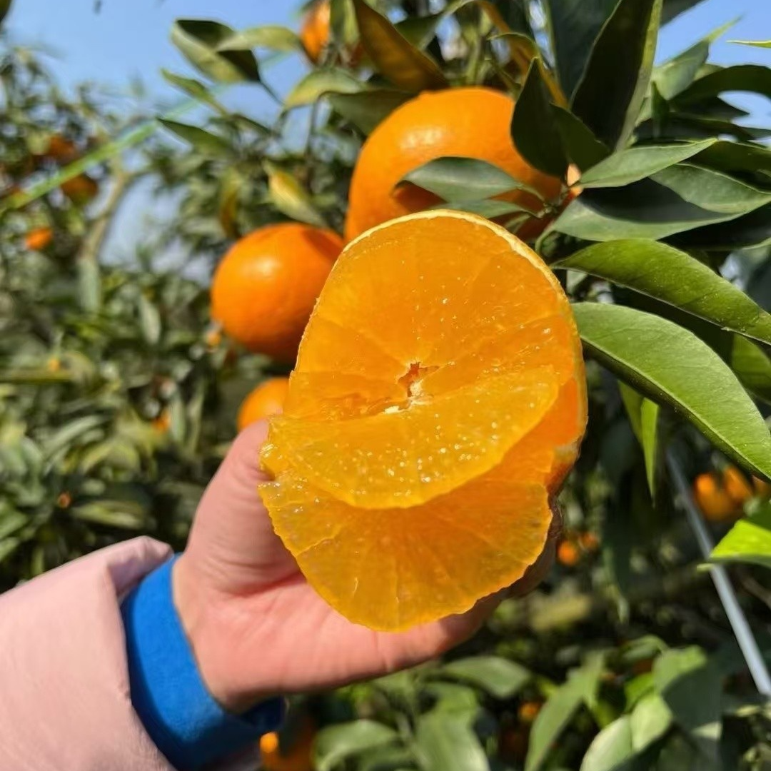 【正宗阿密达苗】又叫爱媛46果冻橙盆栽地栽 南方北方种植 阳台庭院