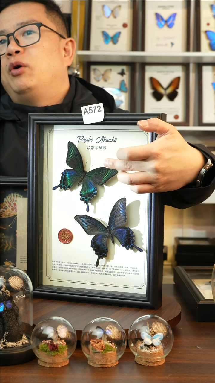 绿带翠凤蝶夏款双蝶（A4黑框）A572