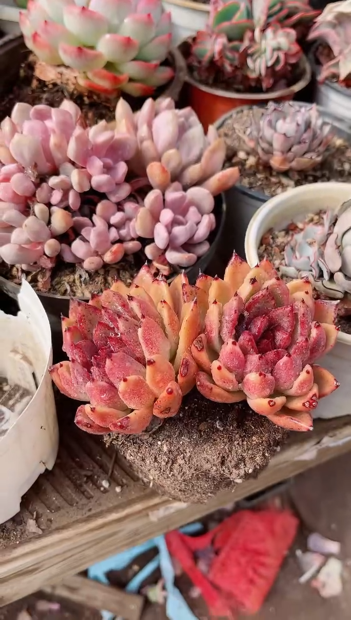 【闪购商品】09192