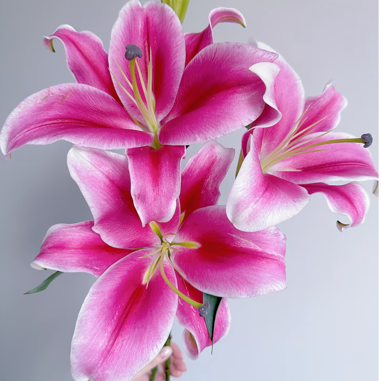 5枝10个花苞【帕拉佐】百合  任意两单顺丰冷链包邮