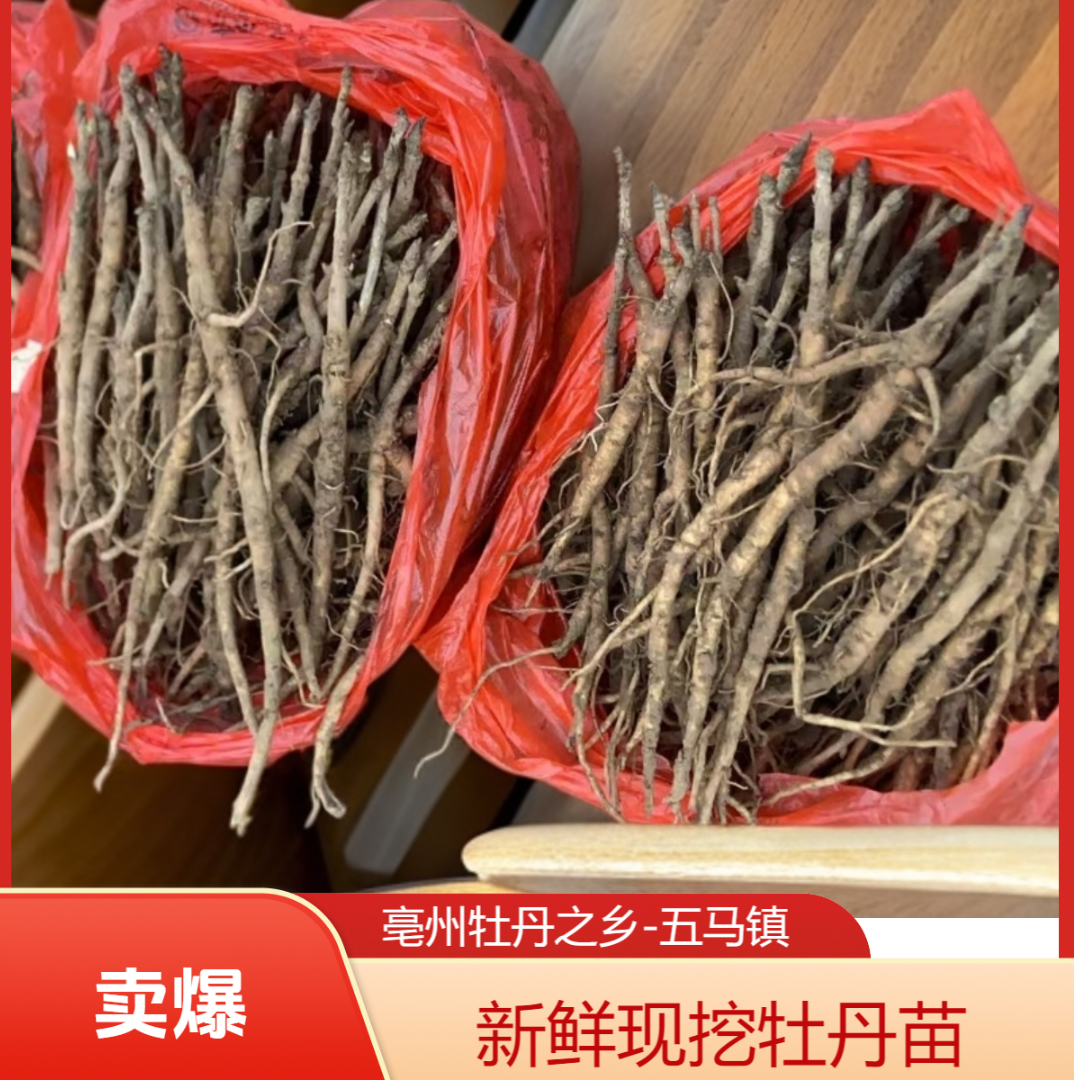 亳州牡丹之乡五马镇药用牡丹苗