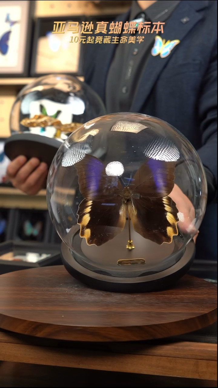 黑猫头鹰环蝶反面玻璃球款