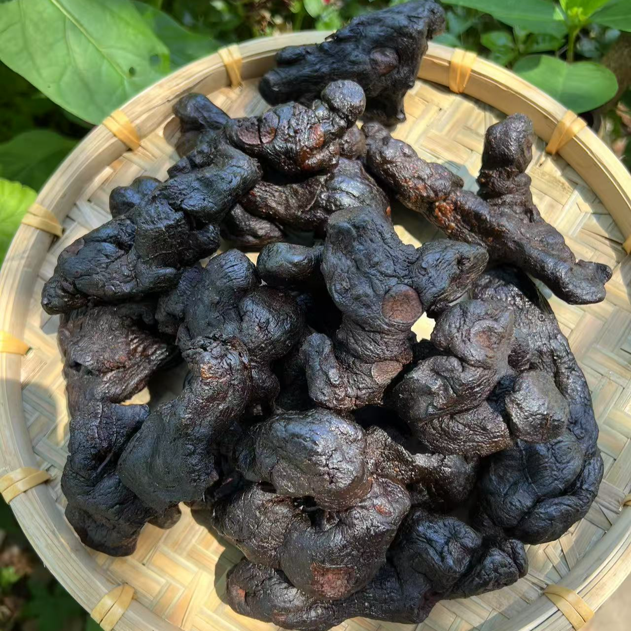 大山里的黄精-云南小莫专属