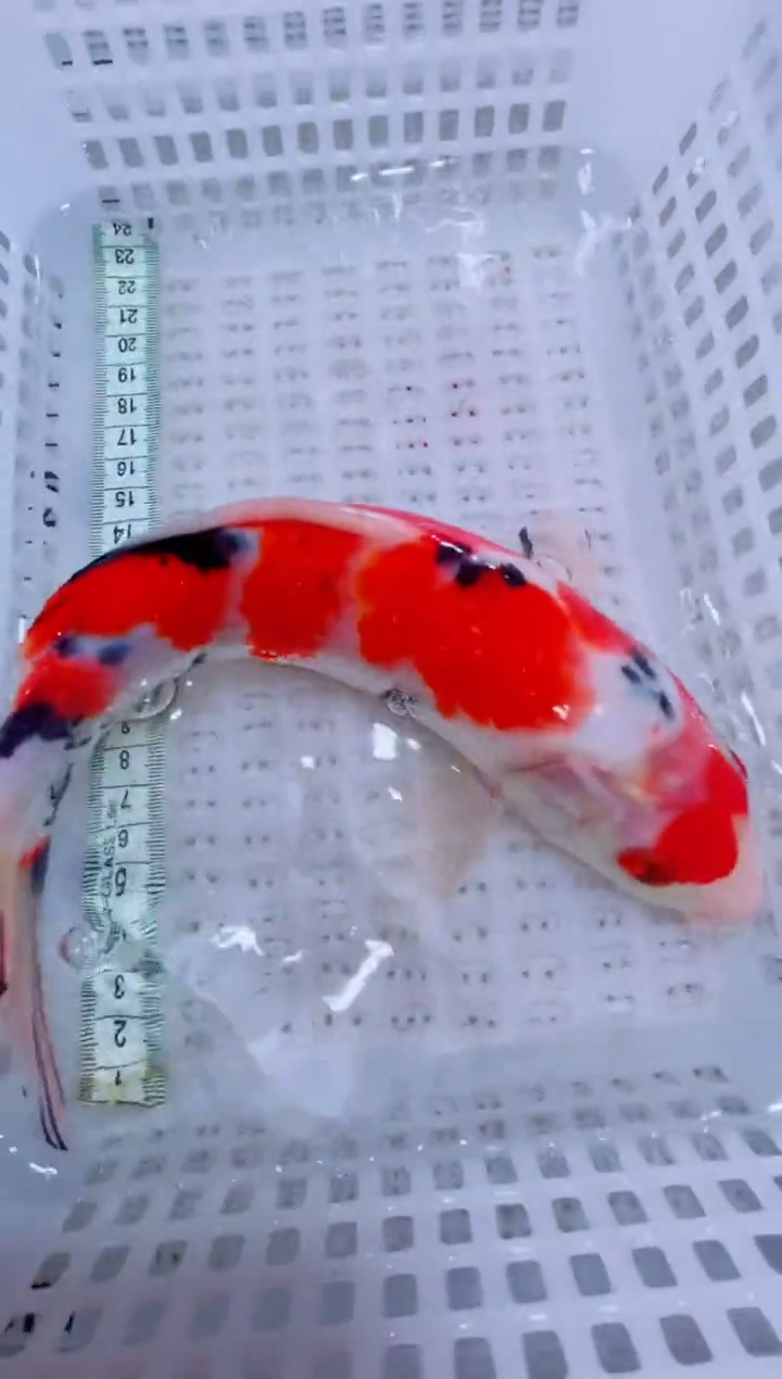 锦鲤锦鲤一物一拍包邮15