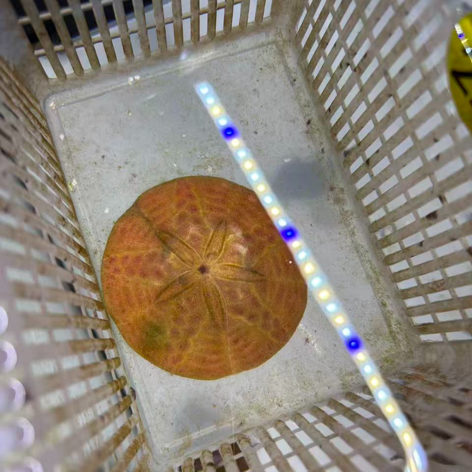 海胆 沙 币  钻沙  好玩