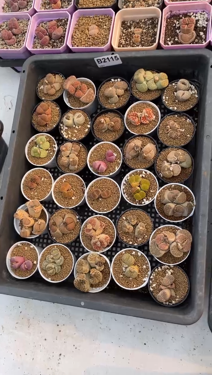 【闪购商品】2115直播一物一拍