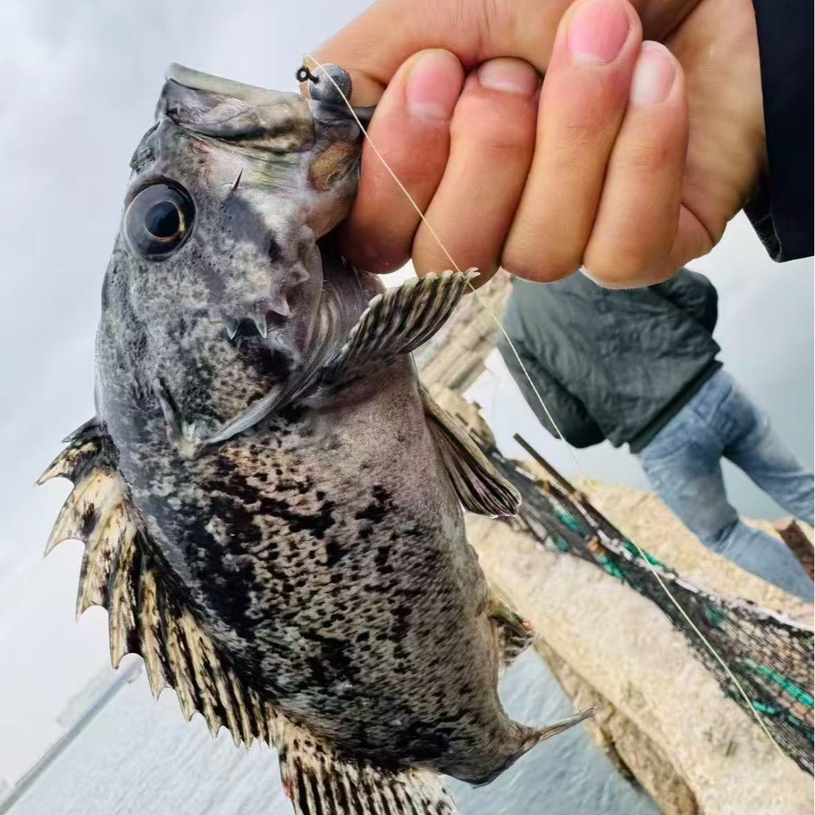 青岛野生海捕黑头鱼 煲汤神器 顺丰冷链包邮