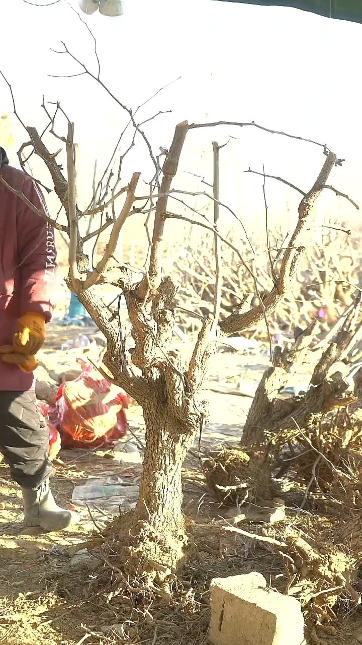 完全开放枣树1433