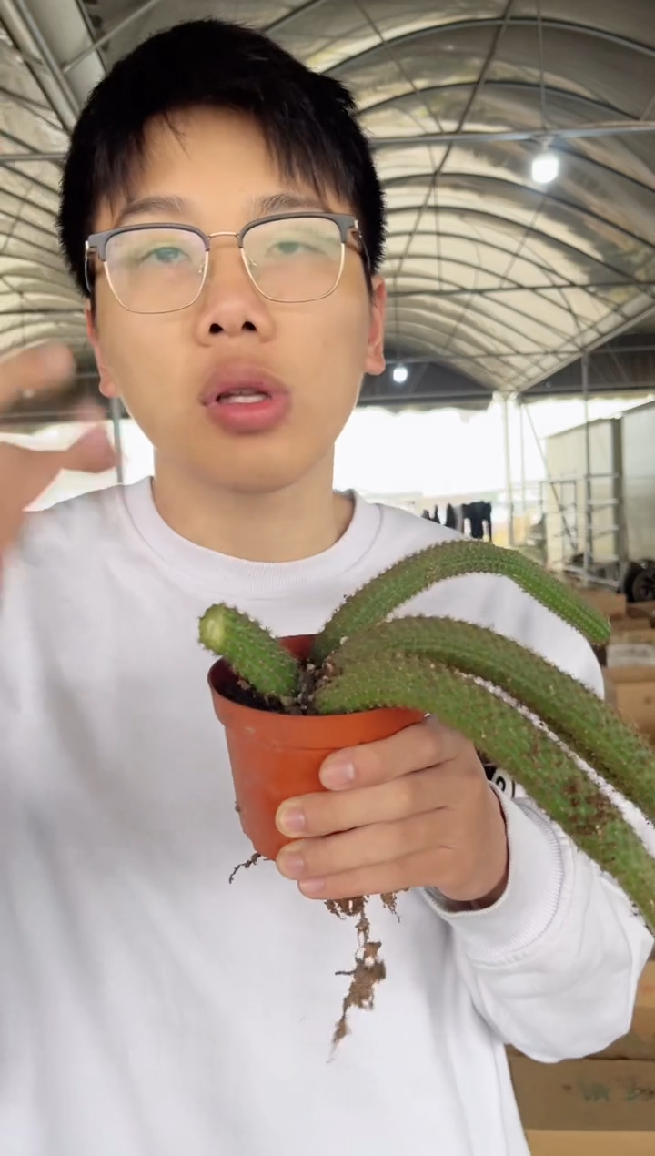 【闪购商品】【货尾 断枝条】多头垂钓金妞