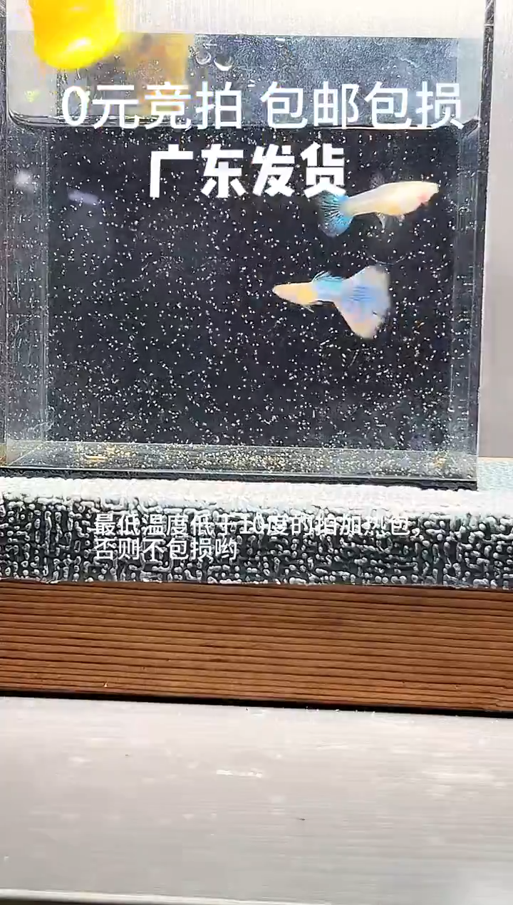孔雀鱼天使彩虹一对编号21