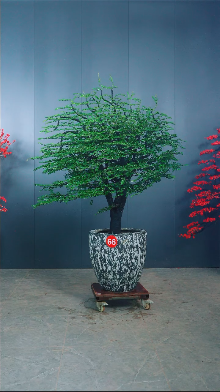 无花朵凌**步广东小叶紫檀.66号.