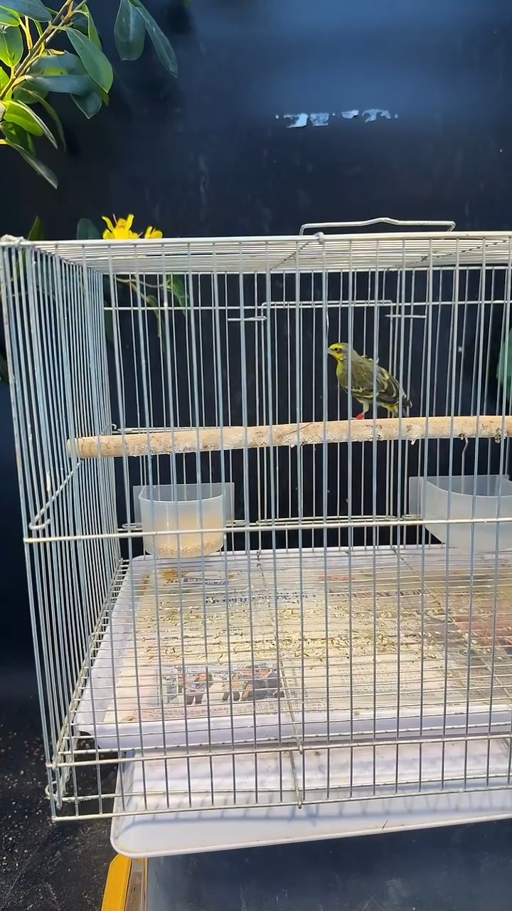 虎皮鹦鹉66号  金清 养笼0元起拍