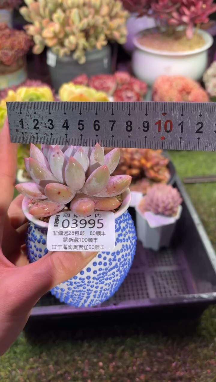 【闪购商品】03995脱土带盆