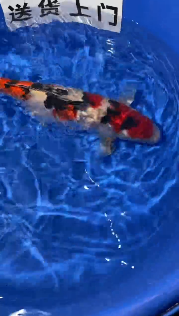 锦鲤锦鲤大正一尾