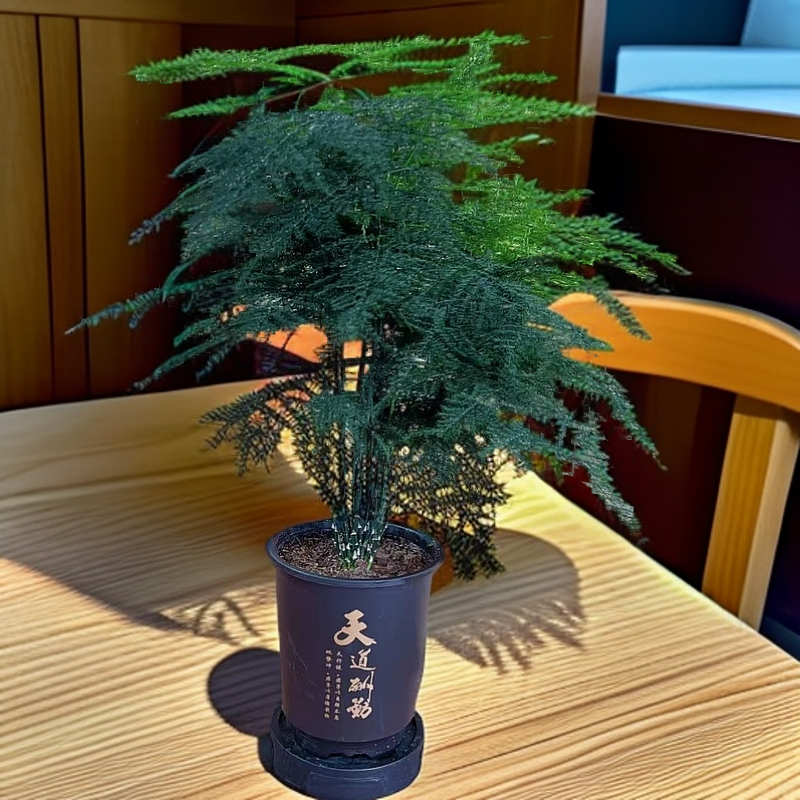 文竹盆栽植物室内客厅办公室绿植花卉桌面小盆景好养四季常青