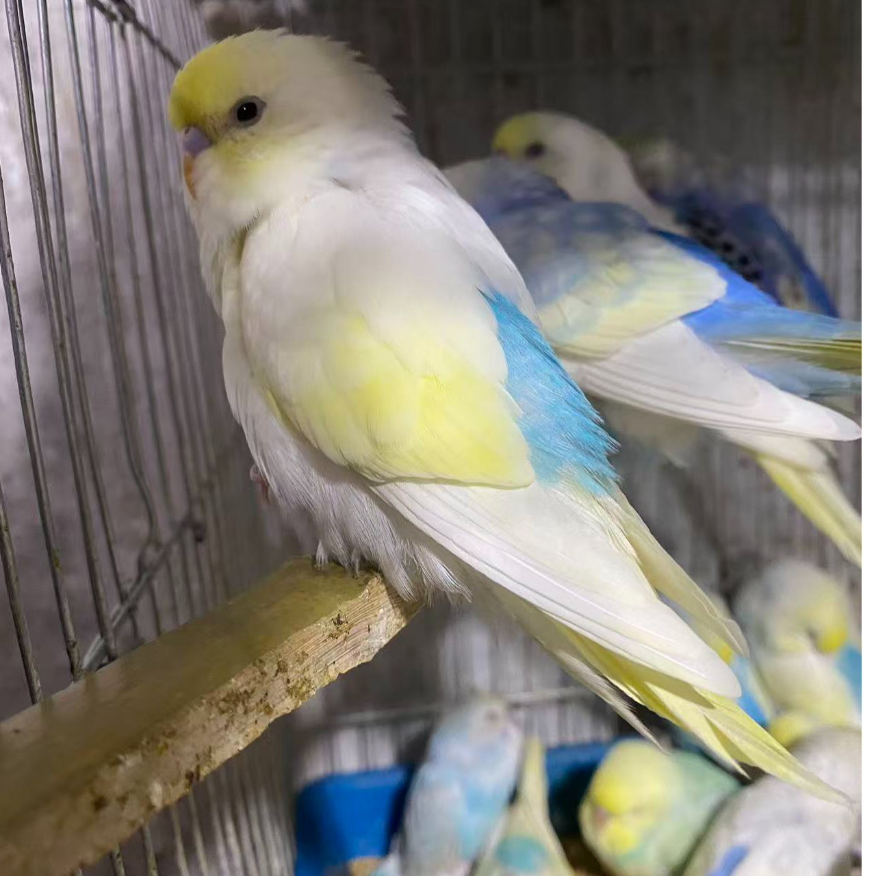 2只金彩鹦鹉活体 可家养