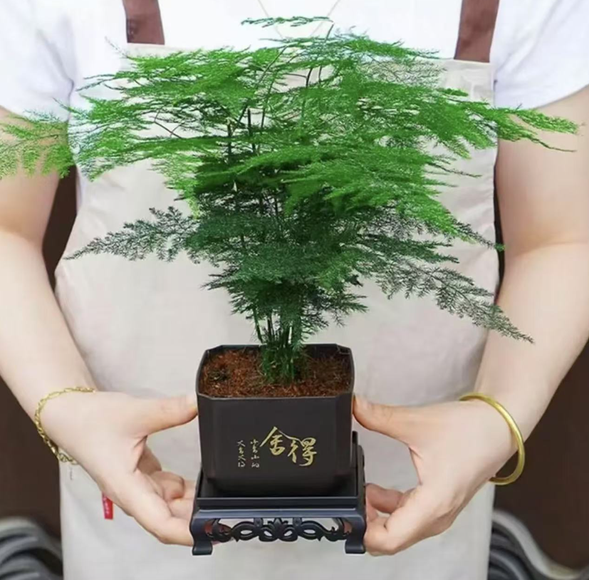 【新疆包邮】文竹盆栽植物室内花卉盆景客厅办公室云竹优雅