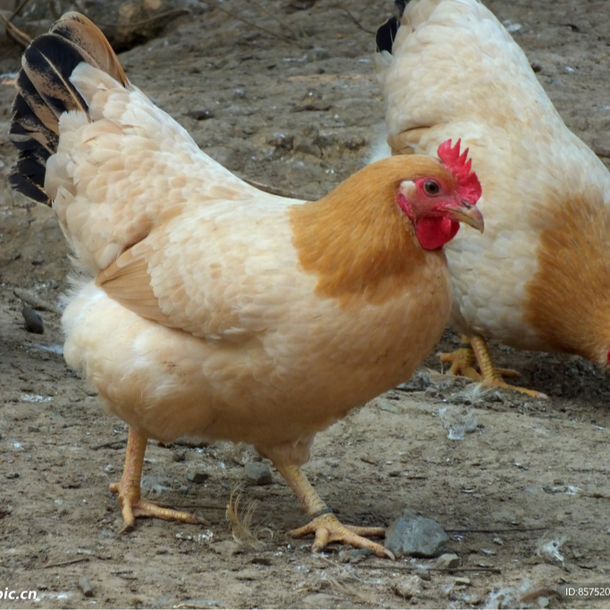 13只大个头古典鸡大个新鲜整只发货礼盒