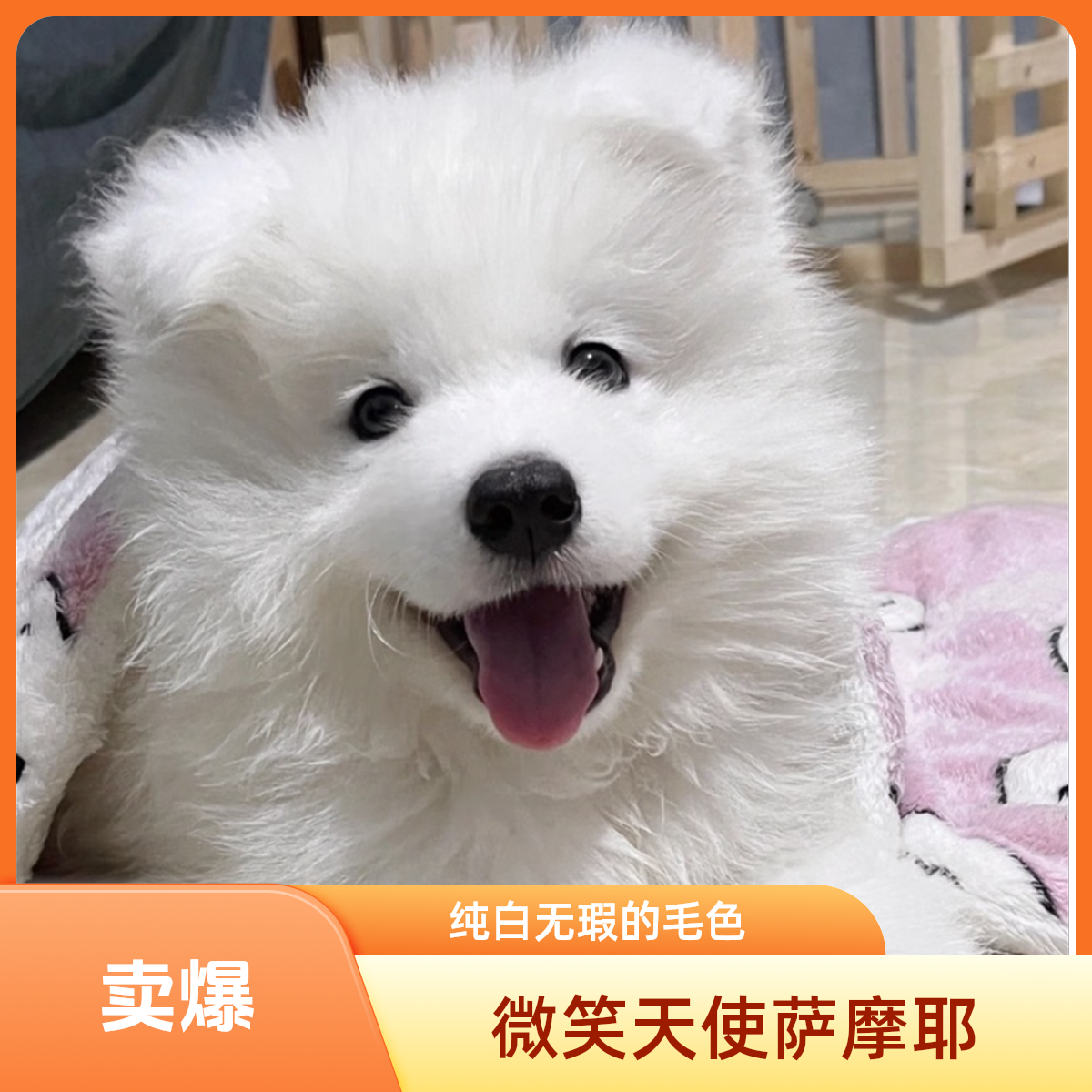 【月亮家宠物】宠物小狗边牧萨摩金毛拉多柯基比熊博美哈士奇小狗