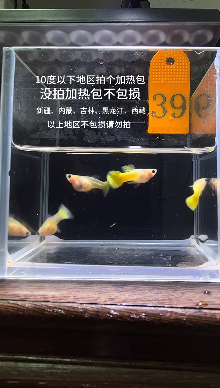 孔雀鱼黄金玻璃普通体39