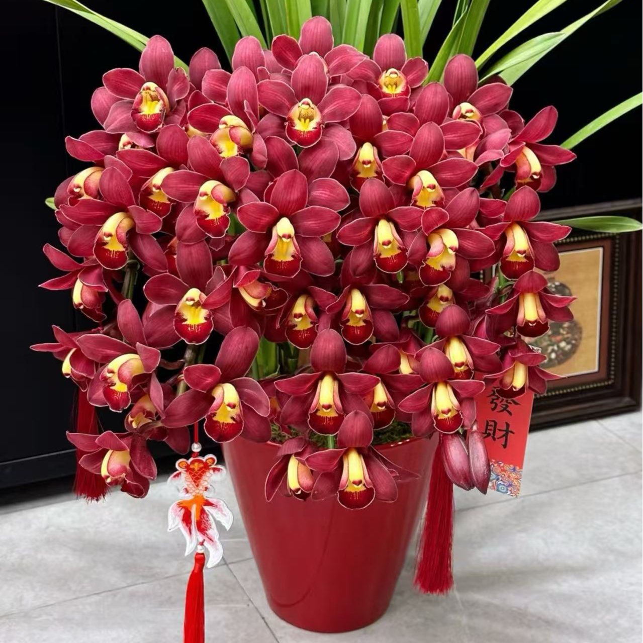 年销花【桌面大红袍】直兰带花苞花期长四季常青花卉盆栽