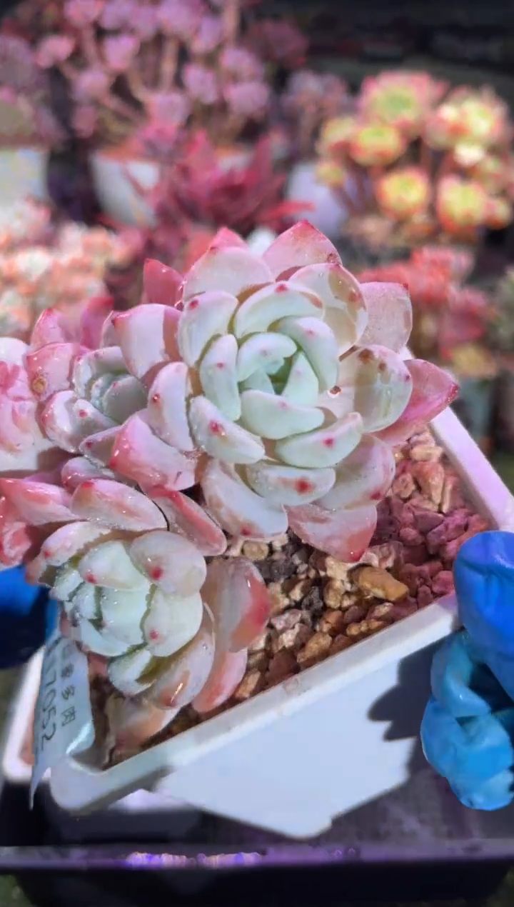 【闪购商品】17052