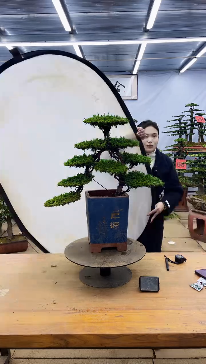 【闪购商品】高端盆景一物一拍，所见即所得