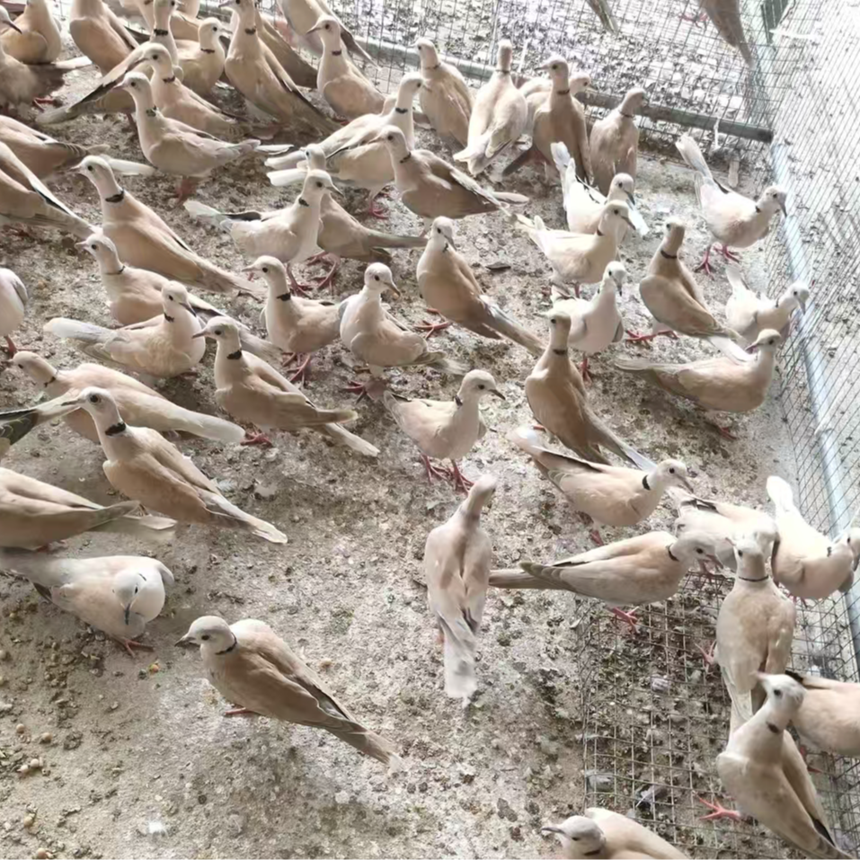 魔术鸽深灰色鸽子宠物包邮包活到手