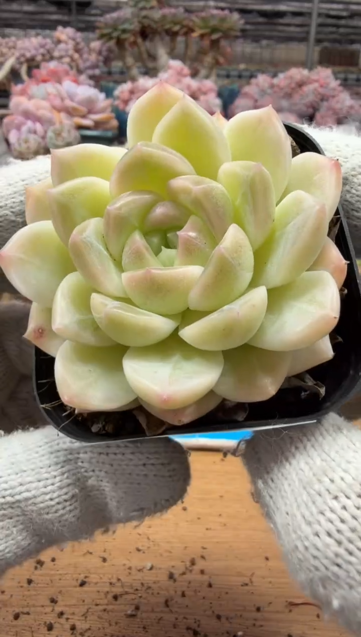 东云多肉园三店-263