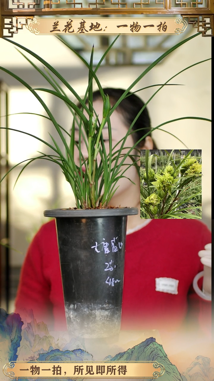 全部花苞大唐盛世