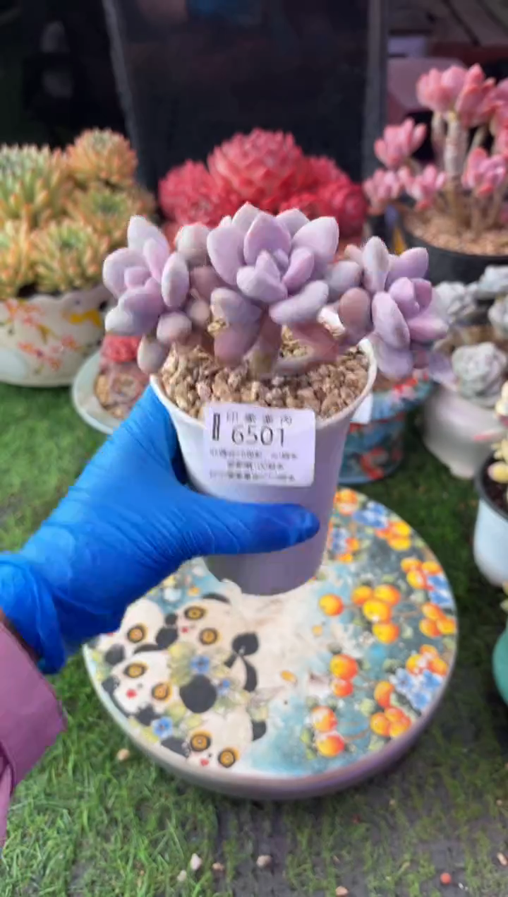 昆明印象多肉6501