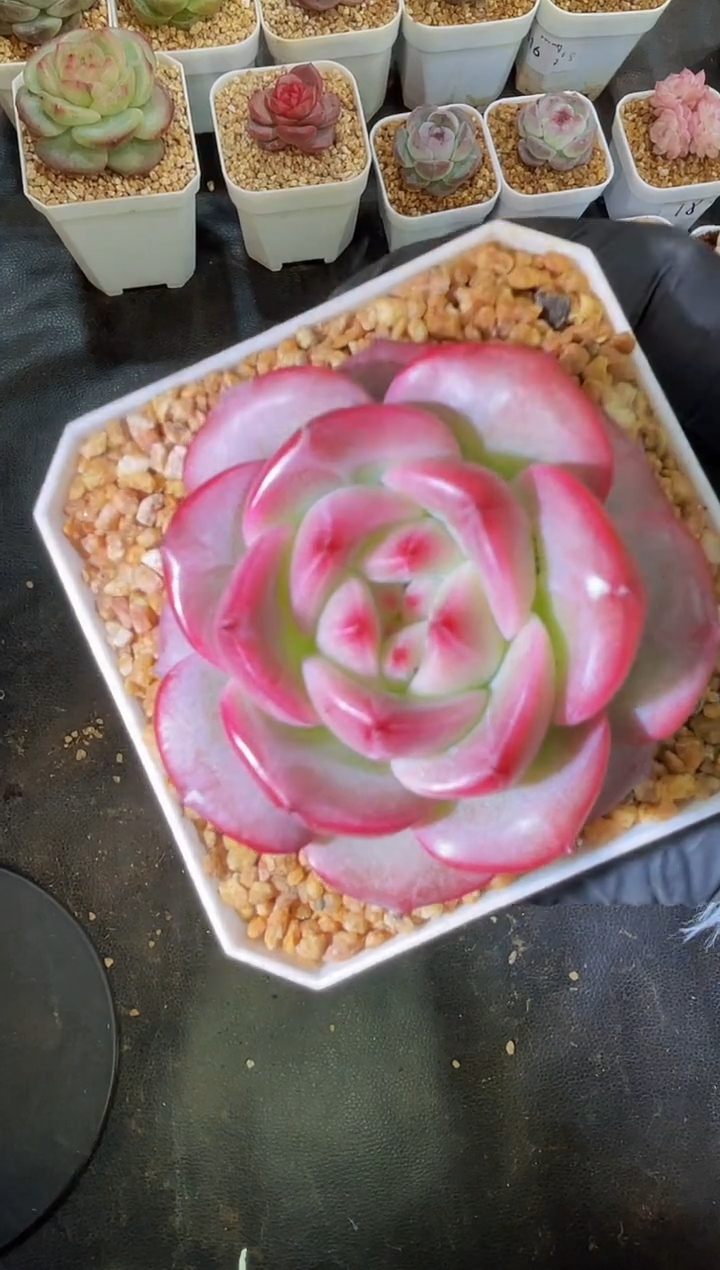 2591 弥撒5-7厘米 量拍发一颗