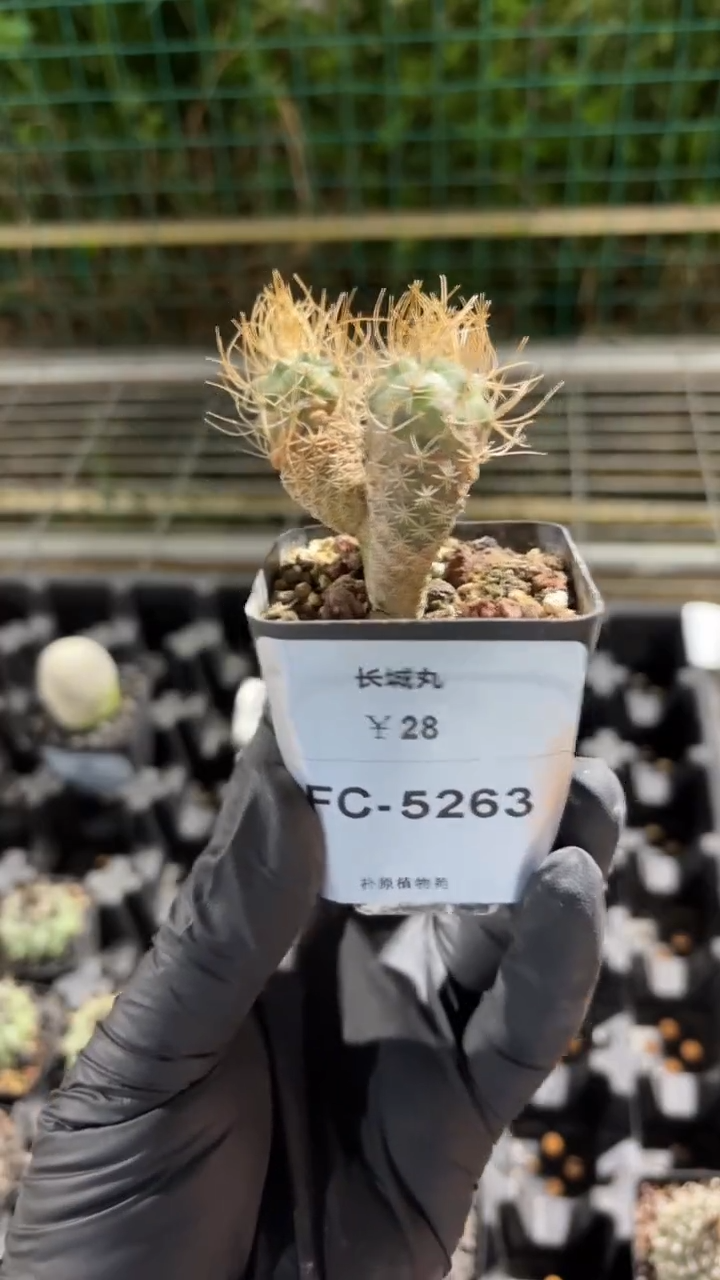 艾**斯长城丸FC-5263  