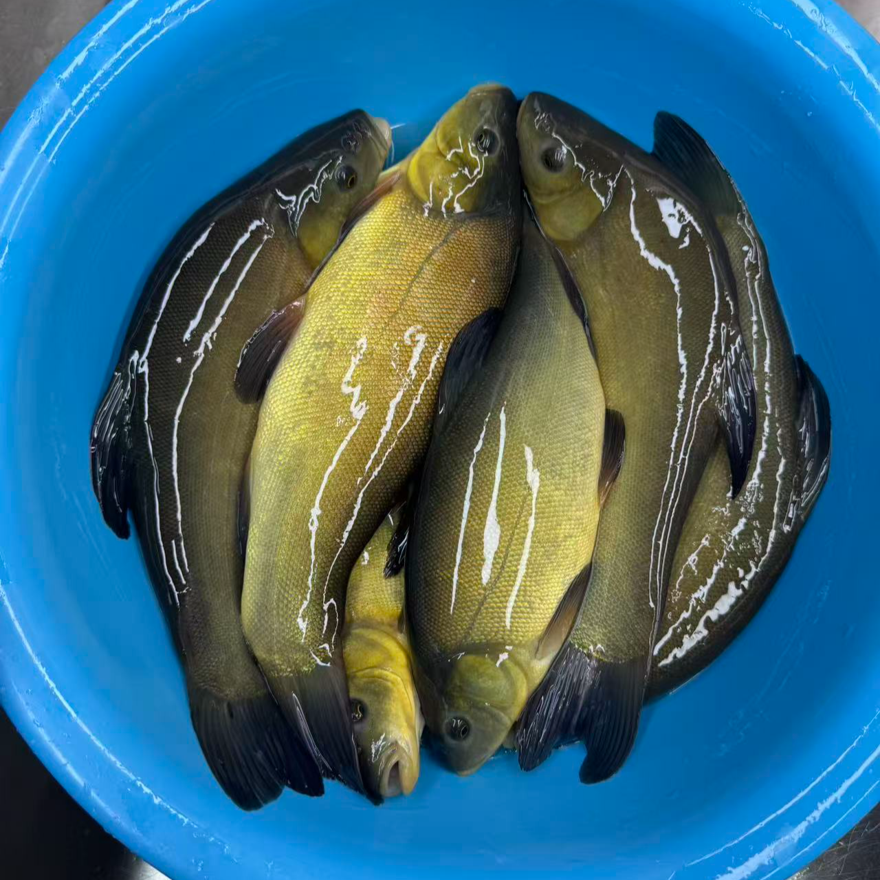 东北冷水丁桂鱼（5斤10-12条）嫌小勿拍产地吉林松原