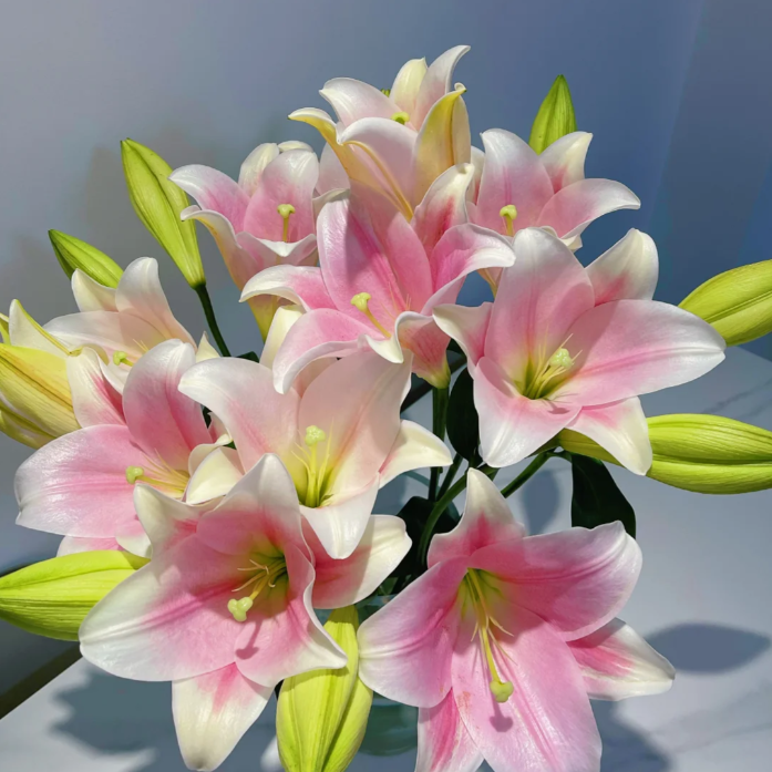 【双头 粉铁炮】清香型百合颜值高 家居鲜花