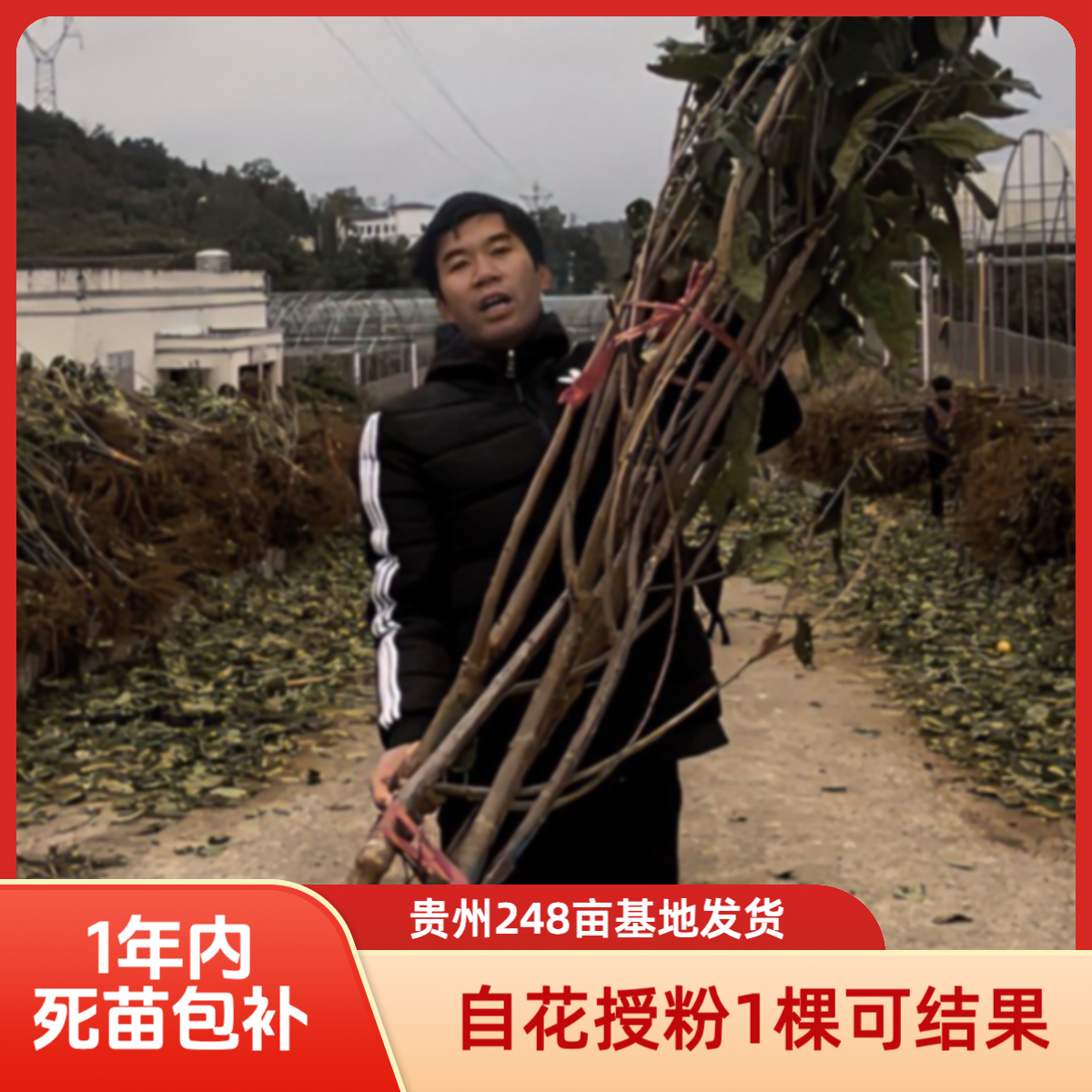 贵州黔熙车厘子树苗樱桃老表的车厘子树苗放心购买对版质保1年