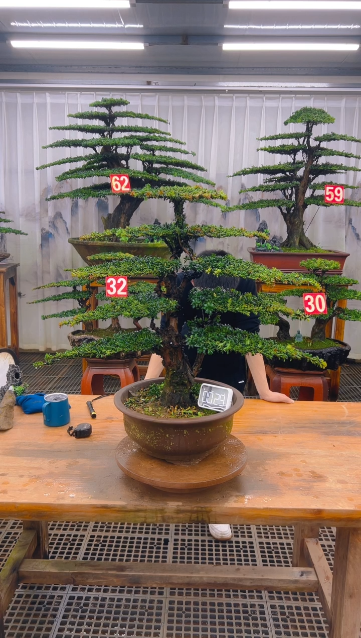 无花朵精品盆景直播间一物一拍