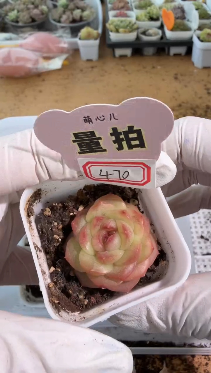 470山茶花  四方一盆 单双混 量拍混发
