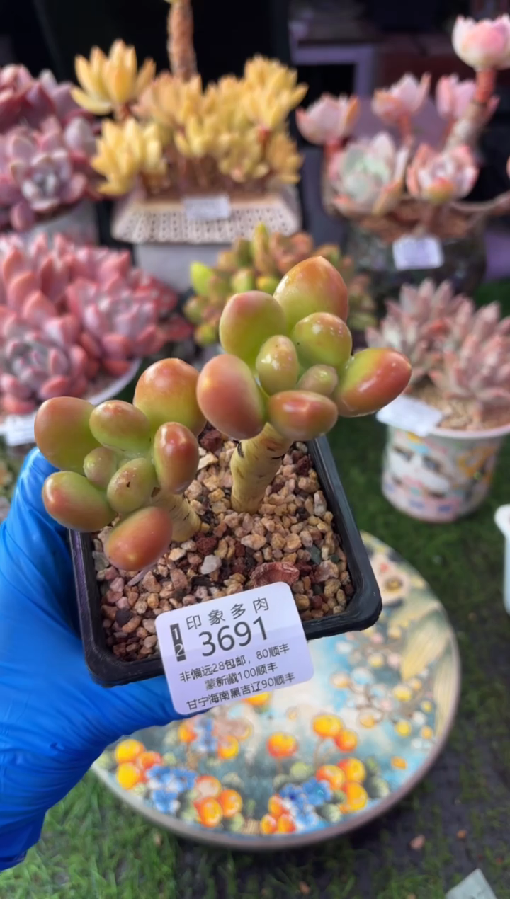 昆明印象多肉3691