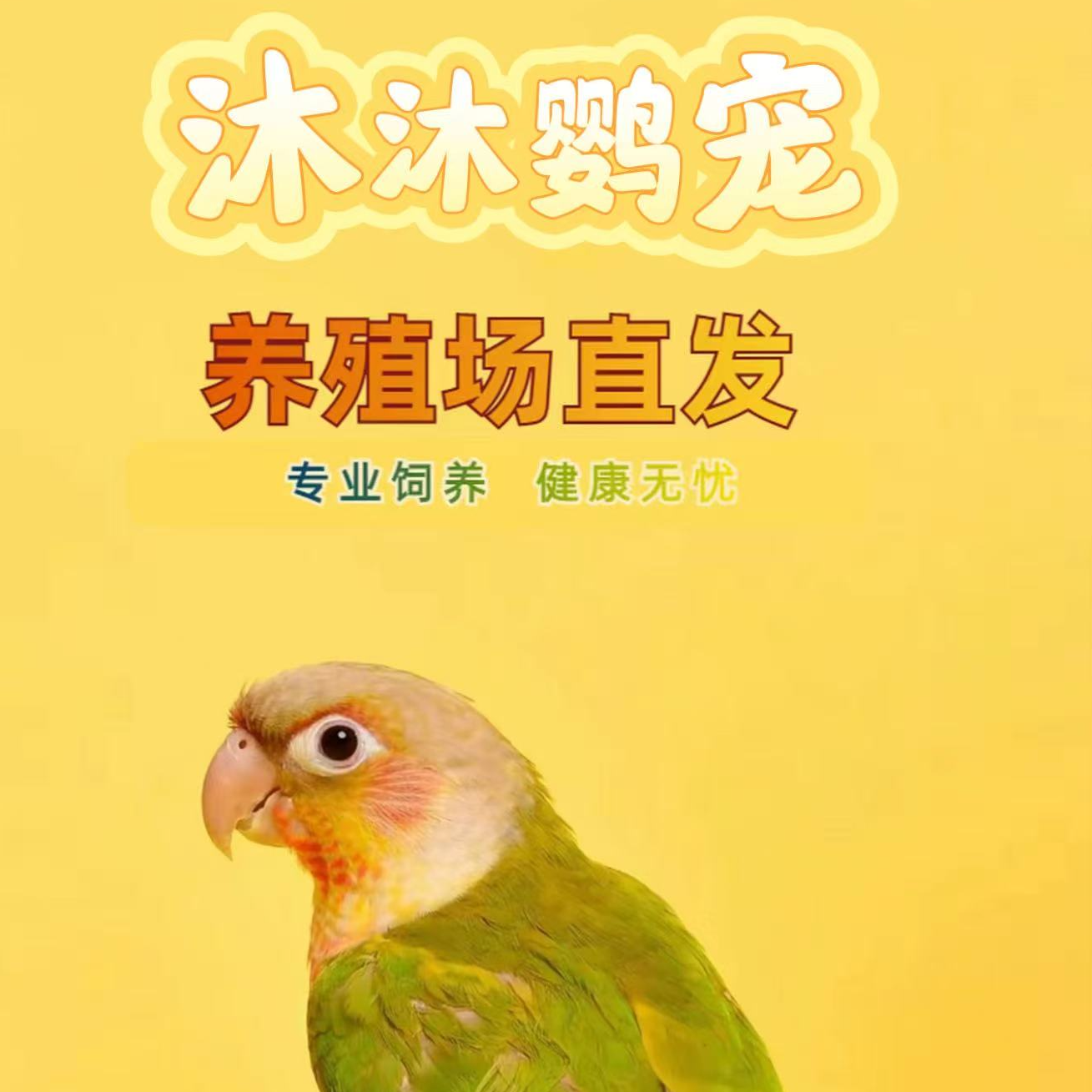 手养鹦鹉雏鸟活体亲人可学舌顺丰包邮