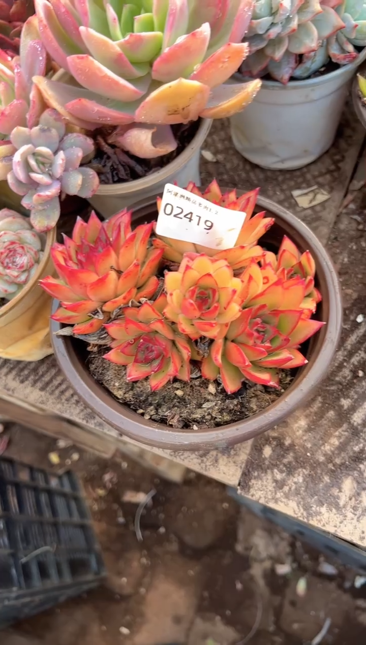 丹*多肉植物一物一拍02419